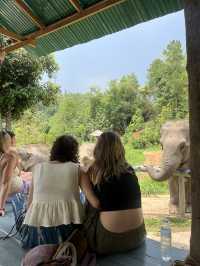 Best Elephant Sanctuary in Thailand
