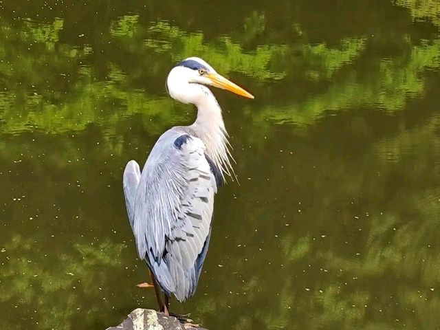 Ueno Park – Tokyo’s Green Gateway to Culture and History