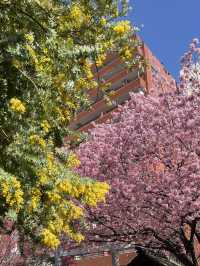 🌸💛**【蔵前神社】 春、桜とミモザに包まれる小さな神社で、やさしい願いごとを**