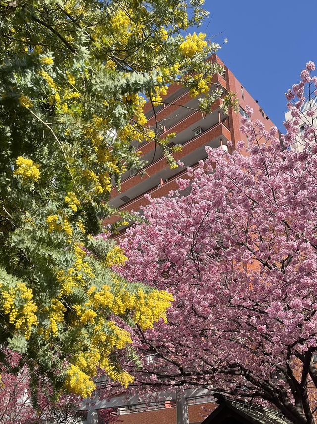 🌸💛**【蔵前神社】 春、桜とミモザに包まれる小さな神社で、やさしい願いごとを**