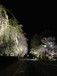 🌸🏯【秋田・角館】  時が止まった町で、武家屋敷と桜に包まれる春。 