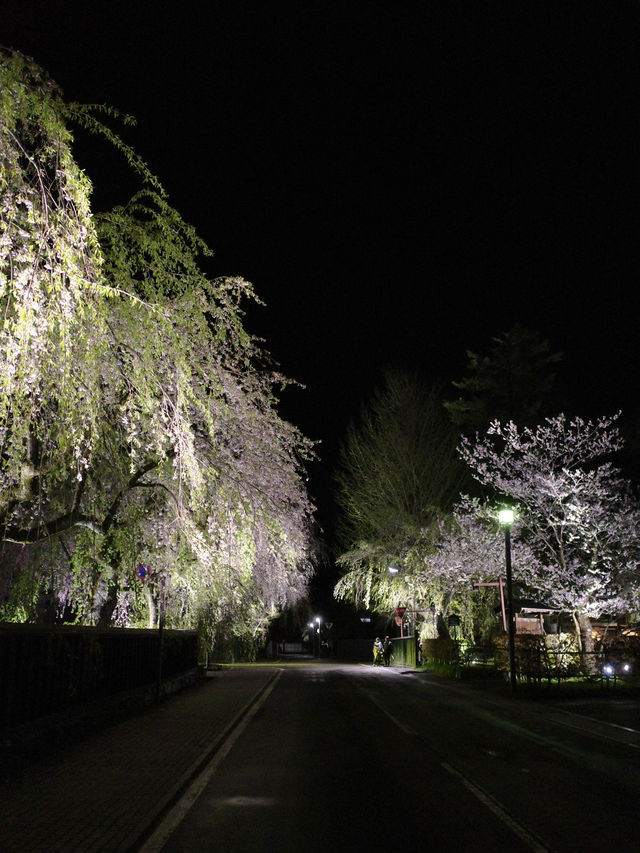 🌸🏯【秋田・角館】  時が止まった町で、武家屋敷と桜に包まれる春。 