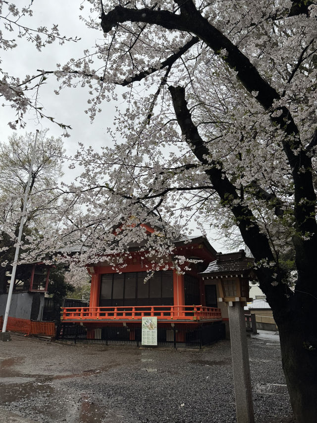 東京城市散步提案｜從淺草老街走到秋葉原的貓之午後