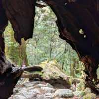 Yakushima Forest Trails (屋久島) – Kagoshima