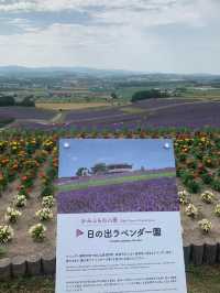 🎯【北海道・ファーム富田（富良野）】香りを運ぶラベンダー畑、丘の風がやさしい
