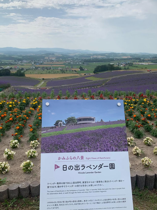 🎯【北海道・ファーム富田（富良野）】香りを運ぶラベンダー畑、丘の風がやさしい