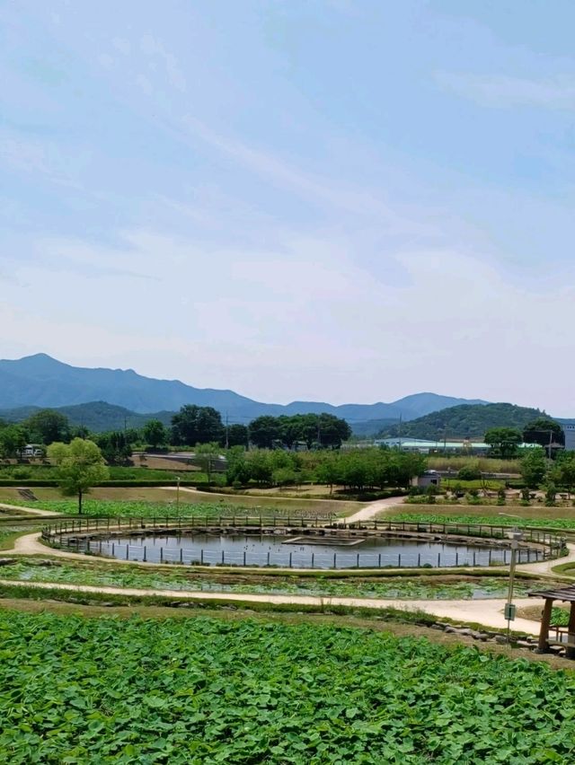 아직은 연꽃이 피지 않았지만 산책하기 좋은 곳