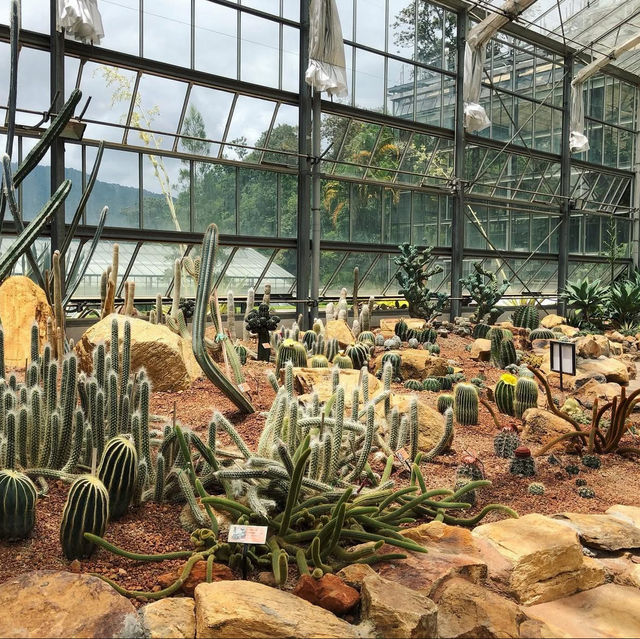 สวนพฤกษศาสตร์ เชียงใหม่🌵✨🍃