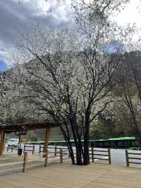 Where waterfalls sing and lakes mirror the sky: Discover Jiuzhaigou