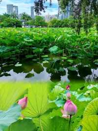 洪湖公園賞荷聽雨
