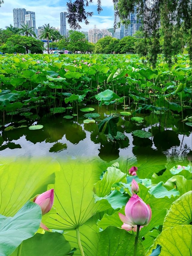 洪湖公園賞荷聽雨