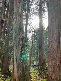 ⛩️長野・戸隠神社｜神秘の森に包まれた歴史あるパワースポット