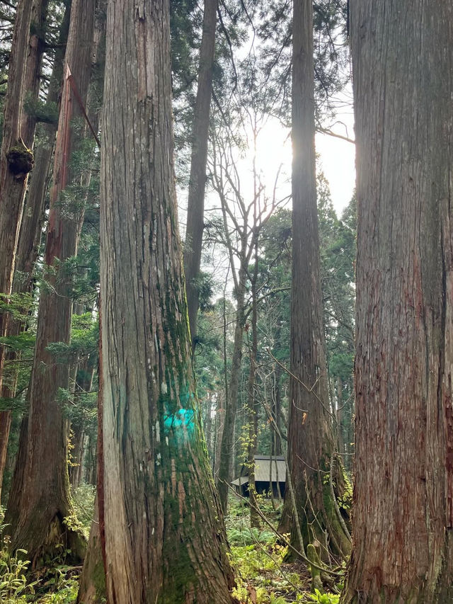 ⛩️長野・戸隠神社｜神秘の森に包まれた歴史あるパワースポット