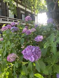 【神奈川県/鎌倉　紫陽花がキレイに咲いている穴場スポット】