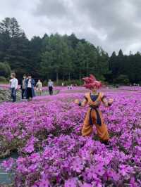 芝桜の花のじゅうたん❤️