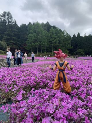 잔디벚꽃의 꽃 융단