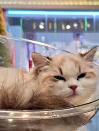 Yaoshe Cat Adoption 