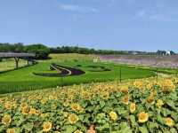 A Refreshing Visit to Yiwu Botanical Garden