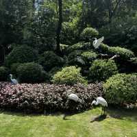 Bailuzhou East Park: Xiamen’s Chill Zone (With 100% Less Tourists)"** 🌿🦢  