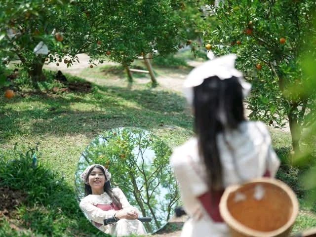 สวนส้มฟีลเกาหลีที่เชียงใหม่