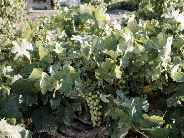 My Accidental Discovery: Santorini's Koutsogiannopoulos Wine Museum! 🍇🍷
