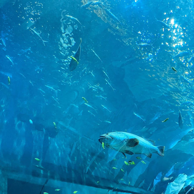 สถาบันวิทยาศาสตร์ทางทะเล มหาวิทยาลัยบูรพา 🐟🐠🐡🎏