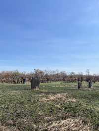 達爾文 🧭走進「白蟻墓園」：Magnetic & Cathedral Termite Mounds