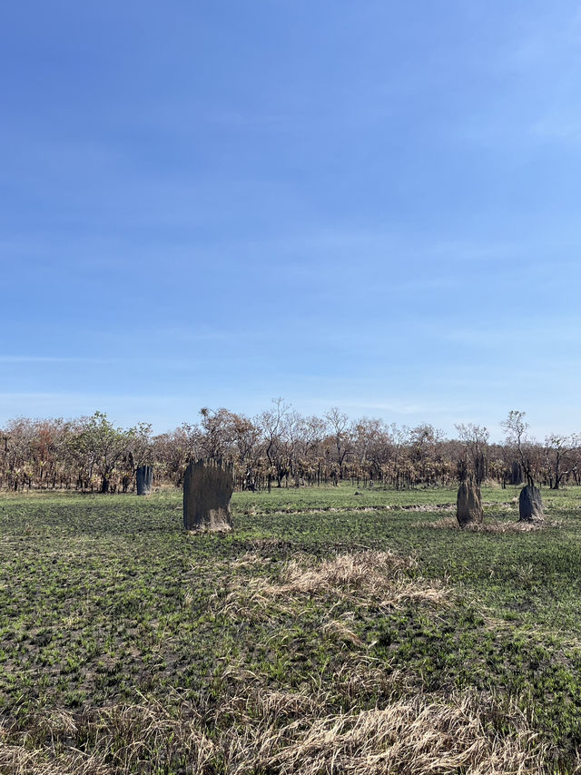 達爾文 🧭走進「白蟻墓園」：Magnetic & Cathedral Termite Mounds