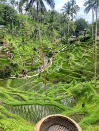 Jatiluwih Rice Terraces