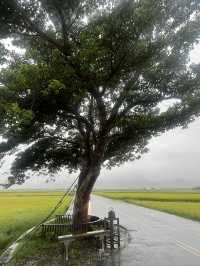 💦雨天版伯朗大道｜金城武樹水鏡奇景 ，其實遺憾也是旅途的一部分！