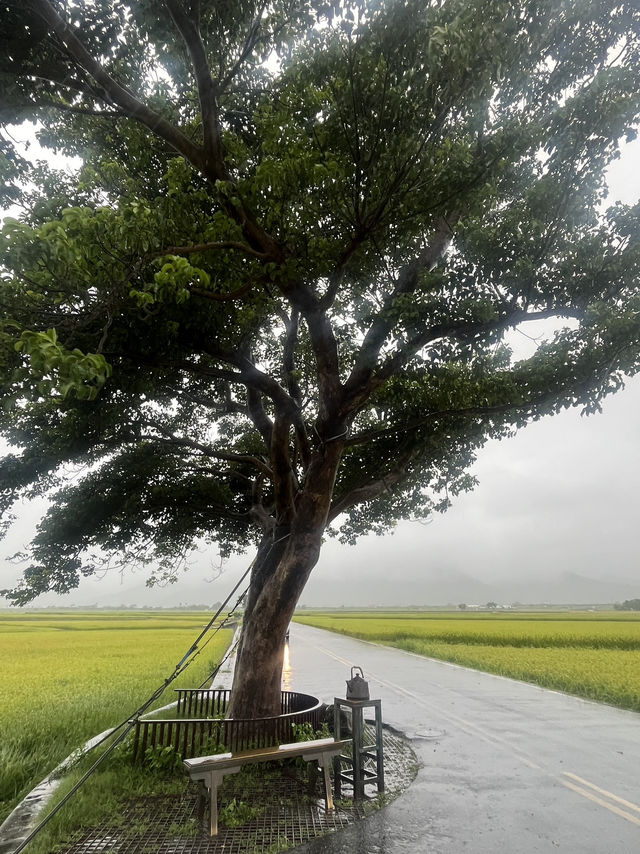 💦雨天版伯朗大道｜金城武樹水鏡奇景 ，其實遺憾也是旅途的一部分！