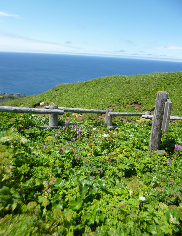 花の浮島　夏の礼文をトレッキング