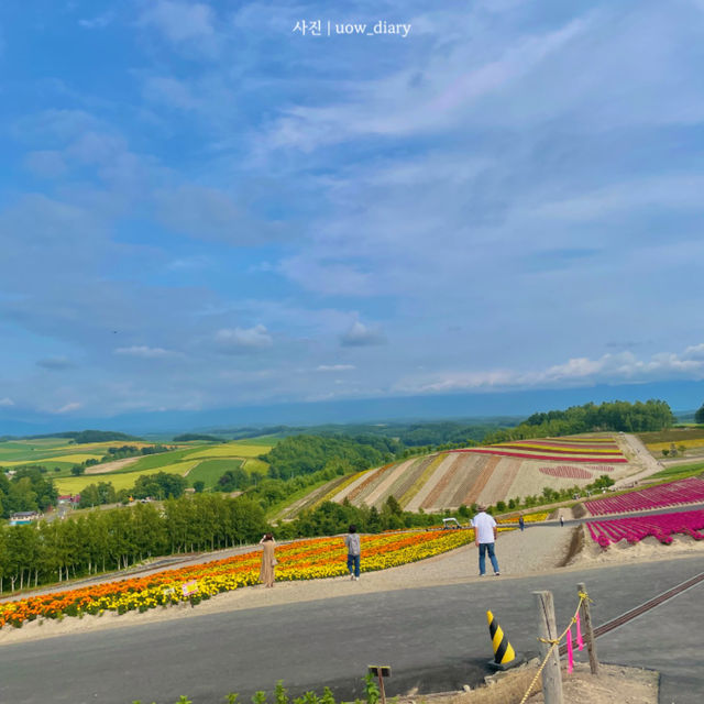 📍홋카이도 여름 여행의 핵심, 비에이 사계채의 언덕🌈