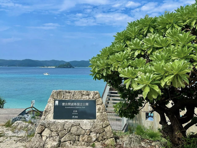 【海の楽園へダイブ！】奇跡の透明度「慶良間諸島」で感動体験