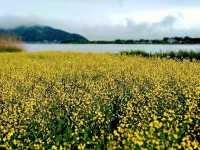 🌼🌸ชมOishi Park ริมทะเลสาบ Kawagu