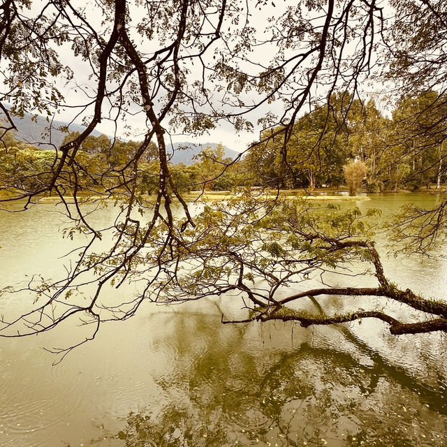 Taman Tasik Taiping: A Misty Summer Morning in Malaysia’s Oldest Garden