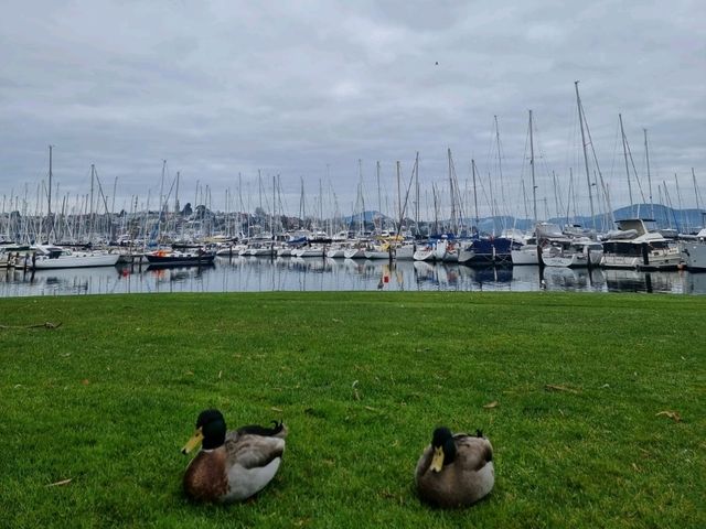 6 Days in Hobart