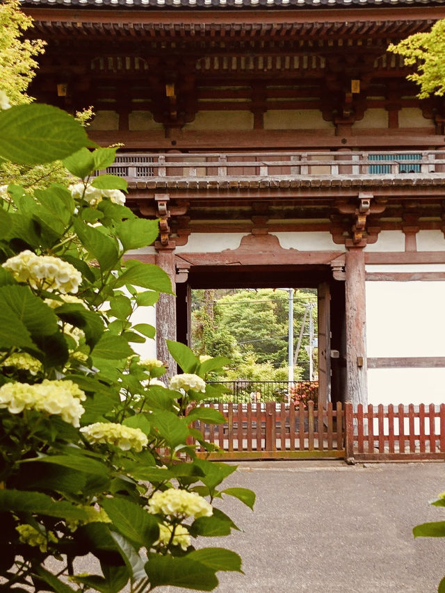 Kyuanji Temple: Ikeda’s Hidden Zen Oasis – A Solo Traveler’s Retreat from Osaka’s Chaos"** 🍃🏯  