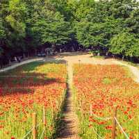 Solo Escape to Olympic Park’s Wildflower Field: Seoul’s Natural Sanctuary** 🌼🌿  