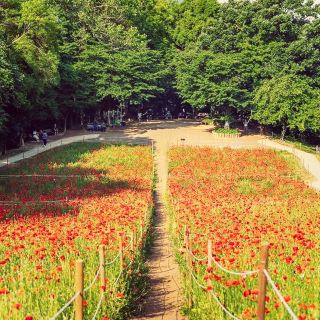 Solo Escape to Olympic Park’s Wildflower Field: Seoul’s Natural Sanctuary** 🌼🌿  
