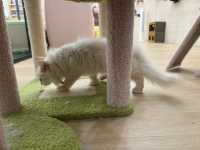 🐾 Kids X Cats Cafe — Fluffy Friends & Playful Vibes