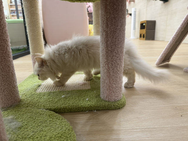 🐾 Kids X Cats Cafe — Fluffy Friends & Playful Vibes
