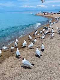 The Heart of the Plateau: Qinghai Lake Unveiled