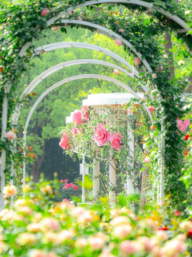 Shanghai Flower Viewing Spot | A Parisian Summer Afternoon Vibe 🇫🇷🌷