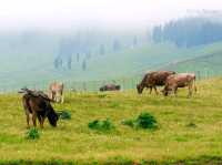 Nalati Grassland Is Straight Up Gorgeous