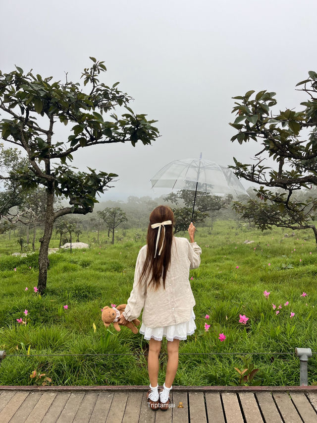 ทุ่งดอกกระเจียวในสายหมอก 🌷☁️ 2568
