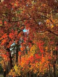 🍁 Maple Avenue at Expo Park – Beijing’s Autumn Must-Visit