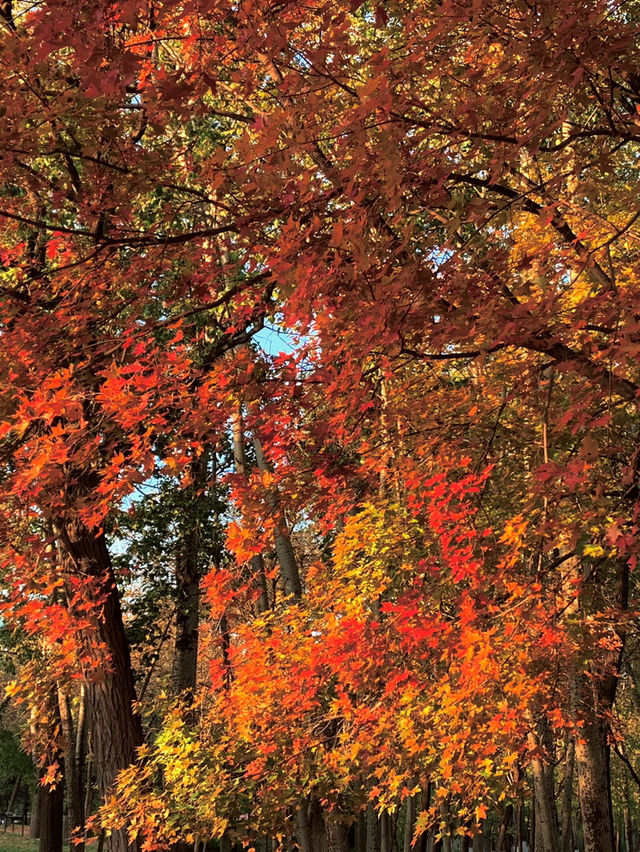 🍁 Maple Avenue at Expo Park – Beijing’s Autumn Must-Visit