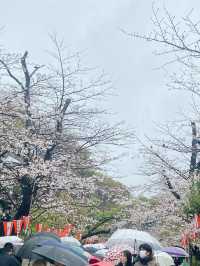 Strolling Through Sakura at Ueno Park