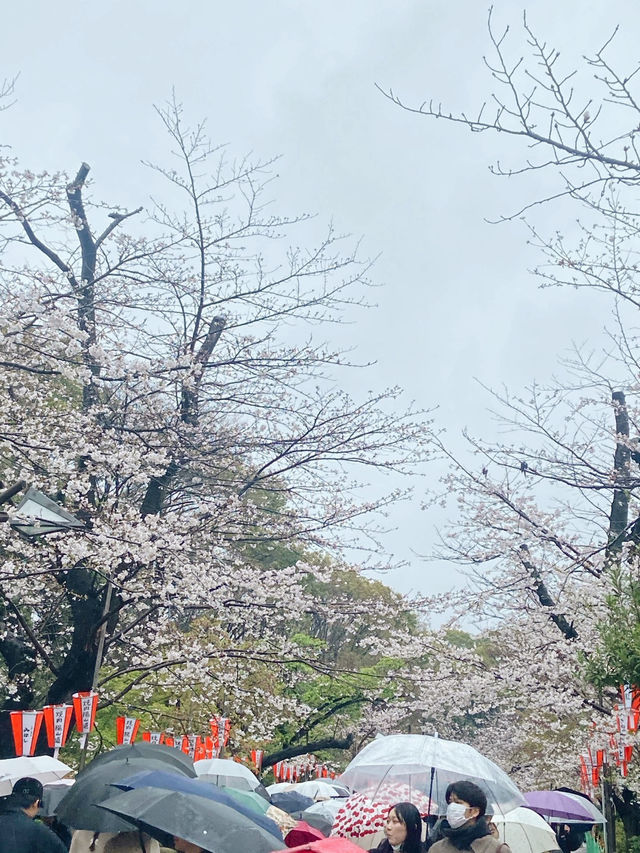 Strolling Through Sakura at Ueno Park Strolling Through Sakura at Ueno Park